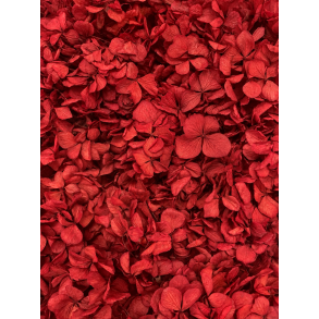 Hortensia r�d 20-25 stk