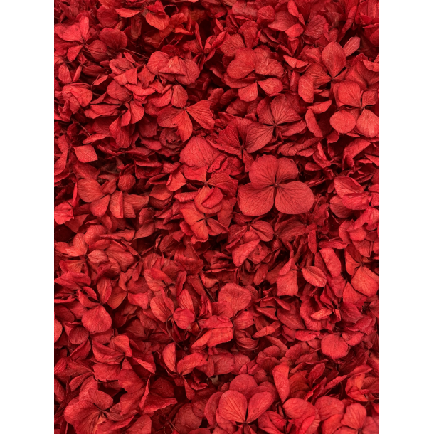 Hortensia r�d 20-25 stk