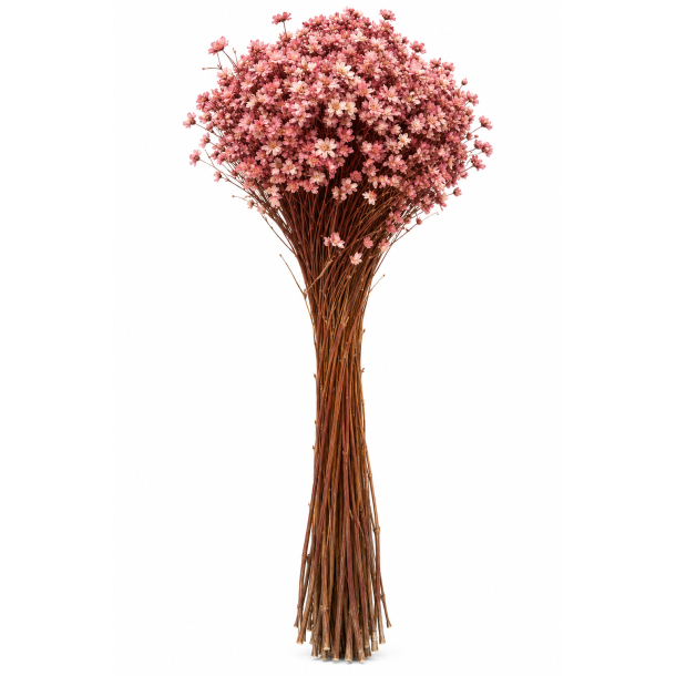 Glixia smablomstret 100 gr.