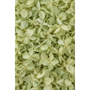 Hortensia Iceberg Gren,  ca.20-25 stk.