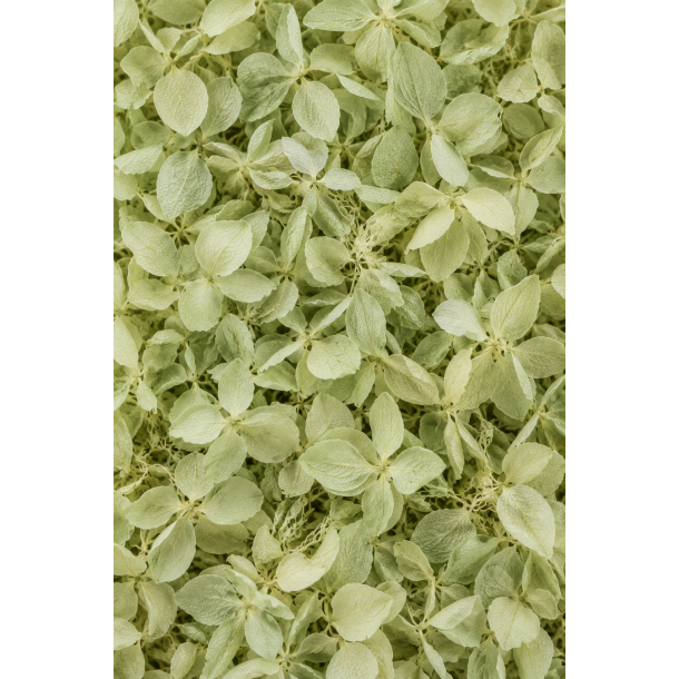 Hortensia Iceberg Gren,  ca.20-25 stk.