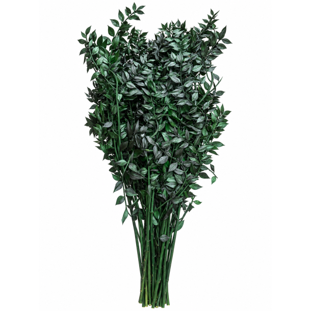 Ruskus M�rke gr�n 400 gr. 