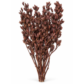 Aristea Lang Pods, 15 stk. 