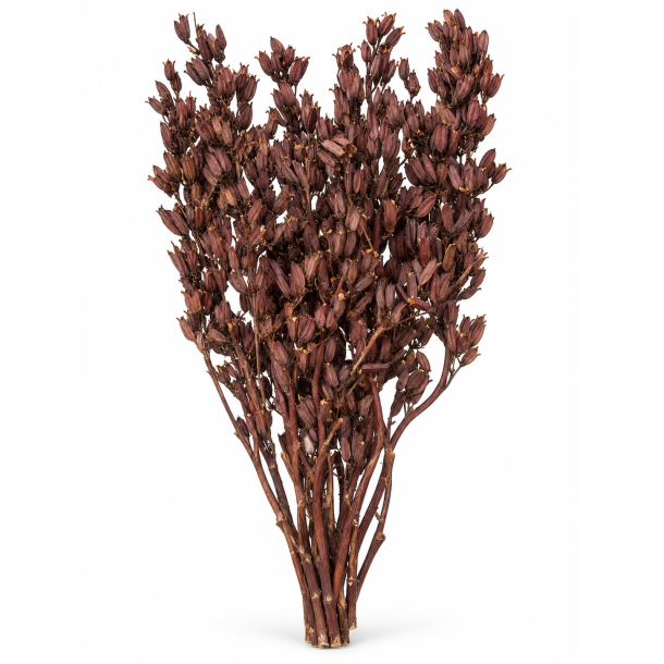 Aristea Lang Pods, 15 stk. 
