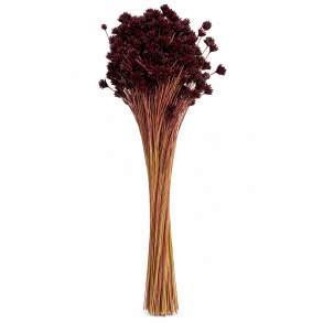 Tresquinas phlaume 150 gr.