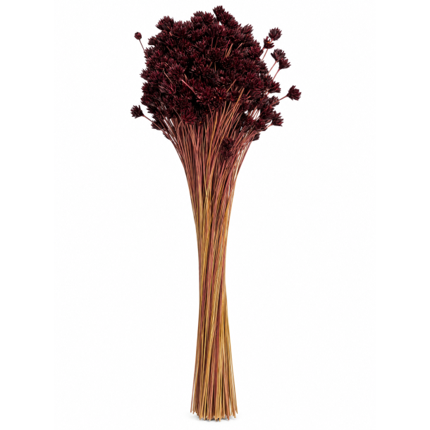 Tresquinas phlaume 150 gr.