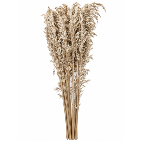 Ampelodesma Platin 400 gr. 