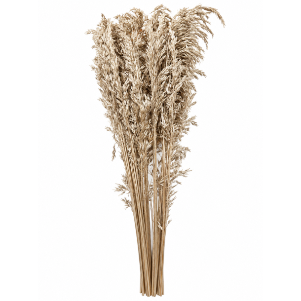 Ampelodesma Platin 400 gr. 