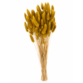 Lagurus Sennep, 100 gr.
