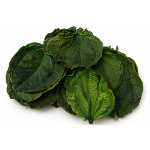 Tipuchina Leaves 30 stk. green
