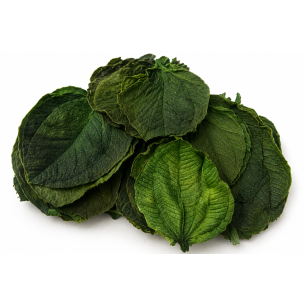 Tipuchina Leaves 30 stk. green