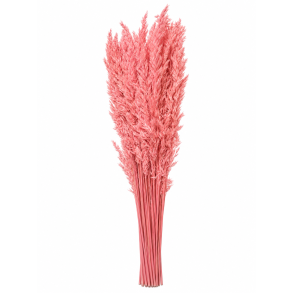 Ampelodesma 400 gr. Rosa