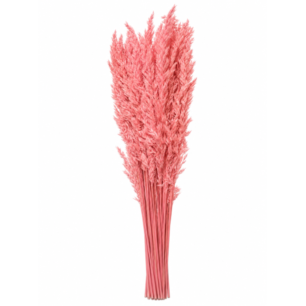 Ampelodesma 400 gr. Rosa
