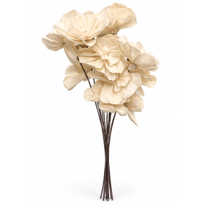 Shola Nayan flower 12 stk