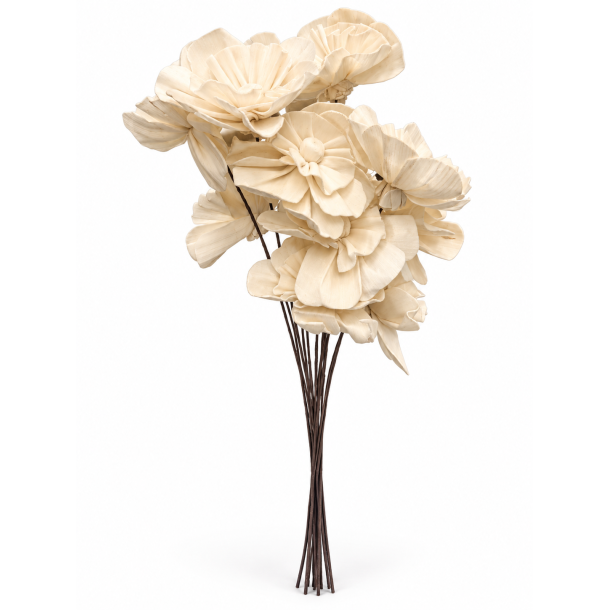 Shola Nayan flower 12 stk