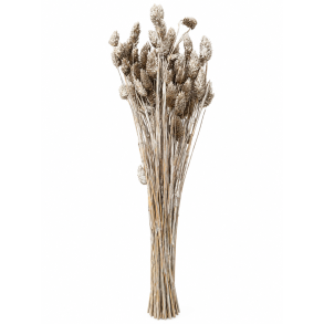 Phalaris Platin, 100 gr. 