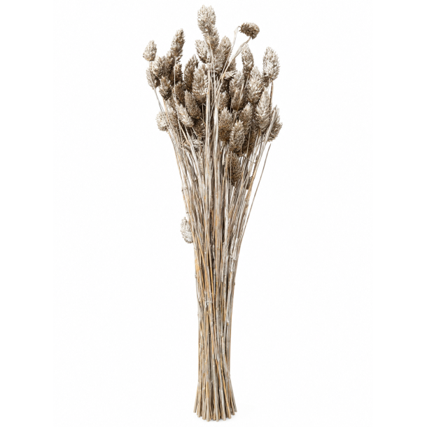 Phalaris Platin, 100 gr. 
