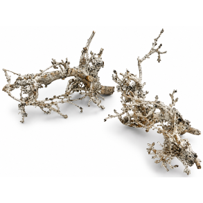Buchie Bonsai Platin