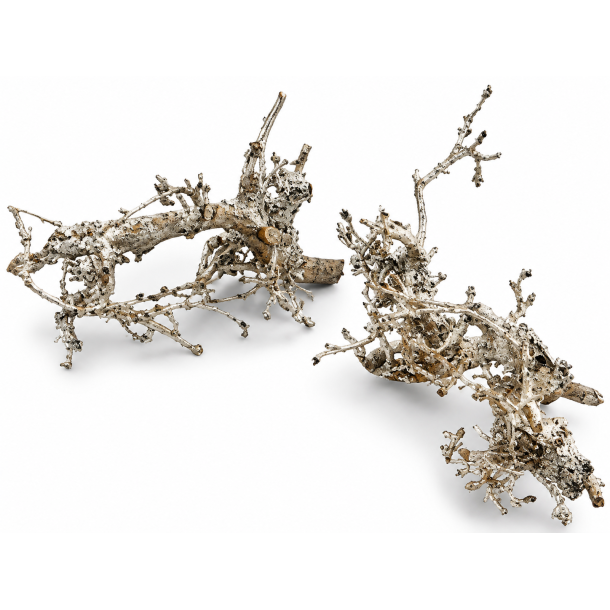 Buchie Bonsai Platin