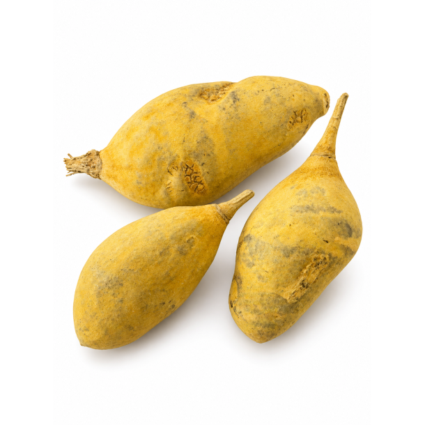 Baobab Medium Yellow 5 stk