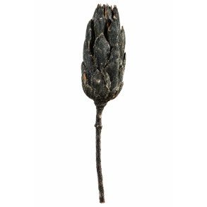 Repens Antrazit gefr. 14 stk