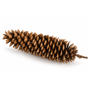 Lamberitiana Natur ca. 25-30 cm Natur