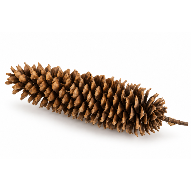 Lamberitiana Natur ca. 25-30 cm Natur