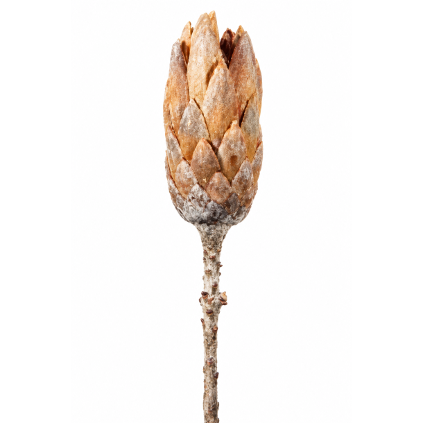 Repens Whithe-Vasched 20 stk 