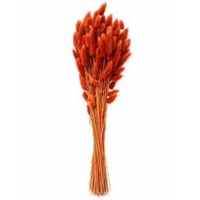 Lagurus Rust, 100 gr. 