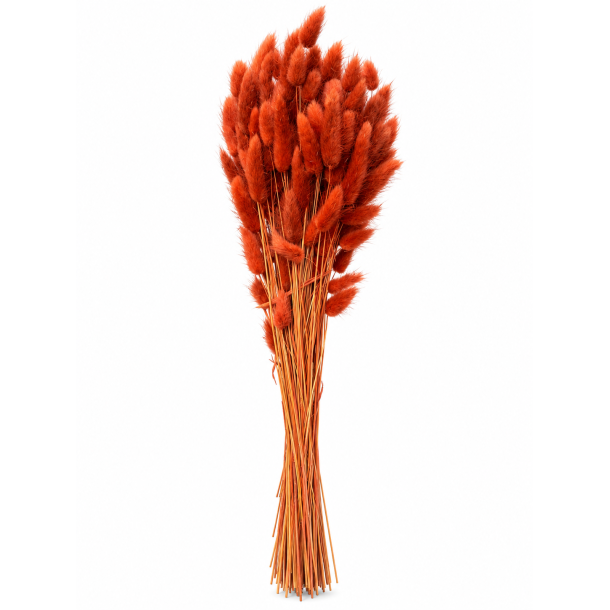 Lagurus Rust, 100 gr. 