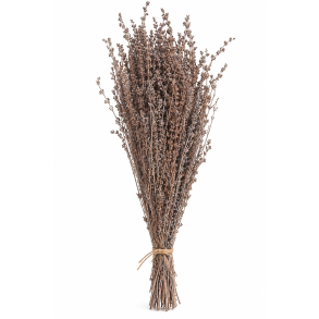 Autumn Grass Brown