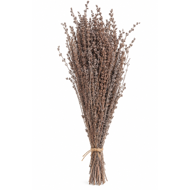 Autumn Grass Brown