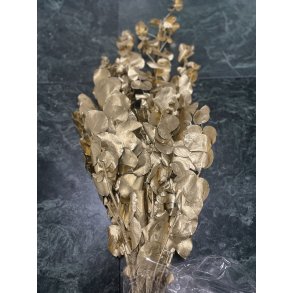 Eucaliptus Cynerea Guld, 250 gr. 