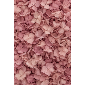 Hortensia Warm Gr�/rosa, 20-25 stk