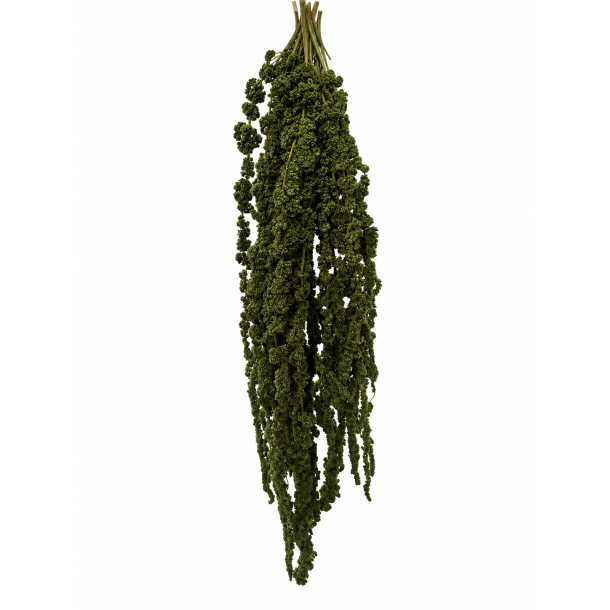 Amarantus mosgr�n 