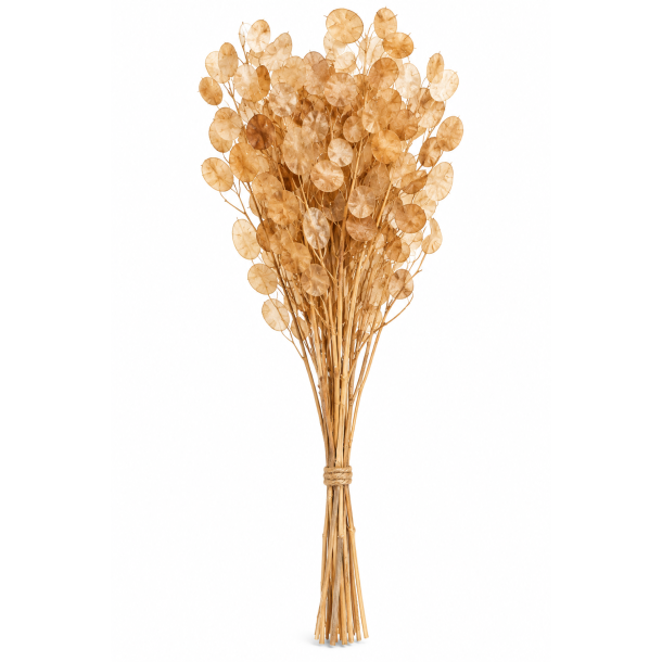 Lunaria Schlamm 150 gr
