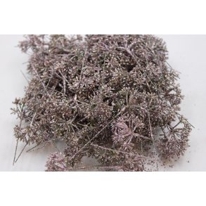 Skrmblomst Platin 144 stk.