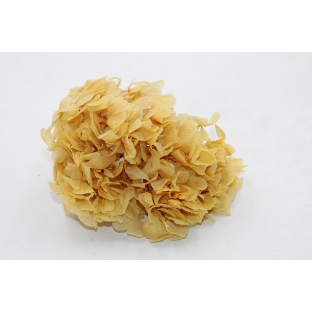Hortensia champagne