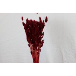 Lagurus Dunkel Bordo 