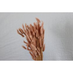 Lagurus Nicciola, 100 gr. 