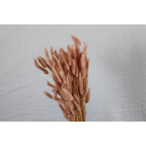 Lagurus Nicciola, 100 gr. 