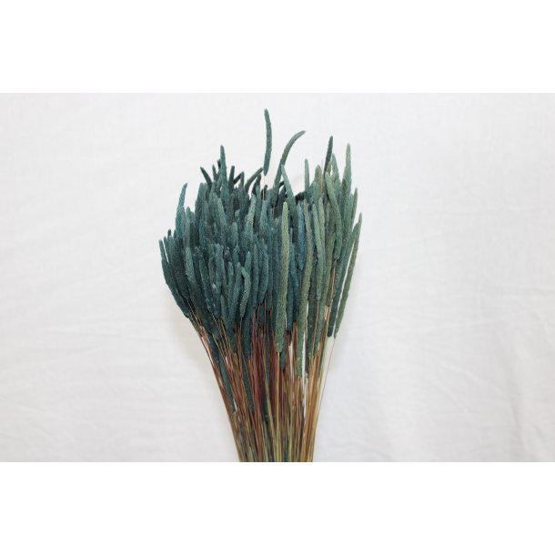 Phleum Moos Grau 100 gr.