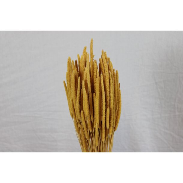 Phleum Sand 100 gr.