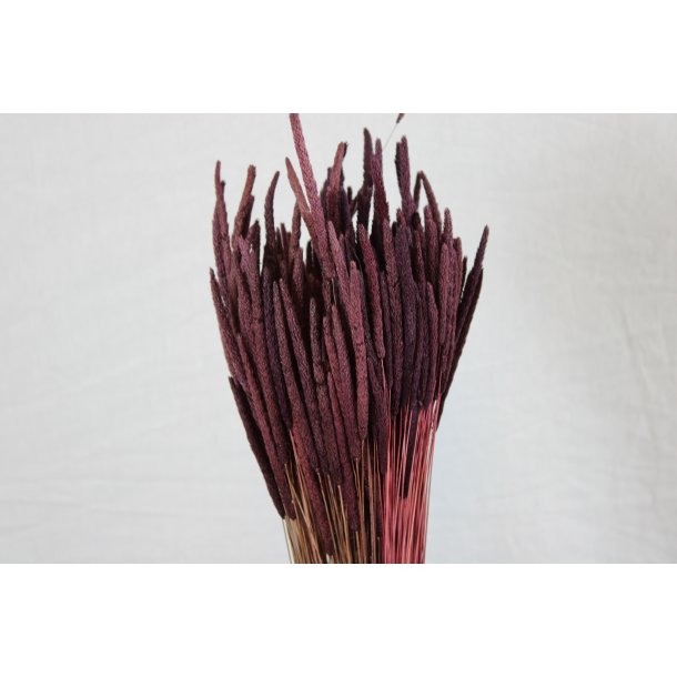 Phleum Pflaume 150 gr.