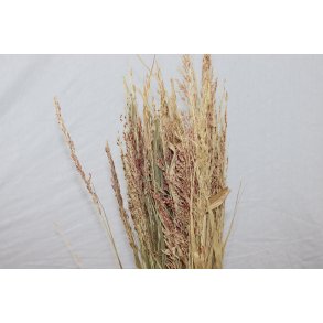 Wild Bromus Svovlet Rosa ca. 500 gr