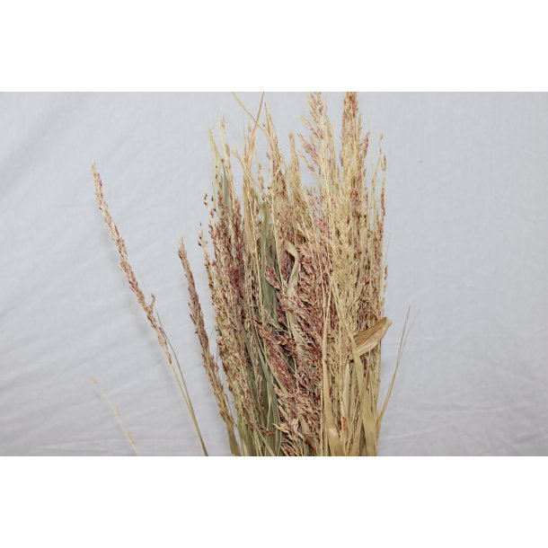 Wild Bromus Svovlet Rosa ca. 500 gr