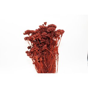 Achillea Selvatica Brun, 100 gr. 