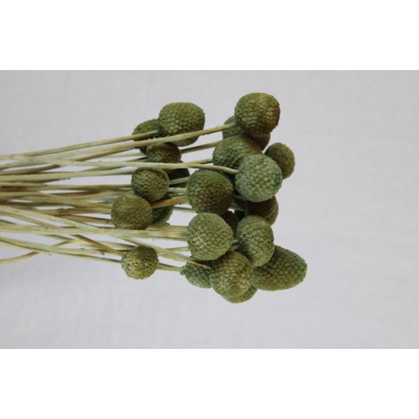 Crespisia Grigio 30 stk.