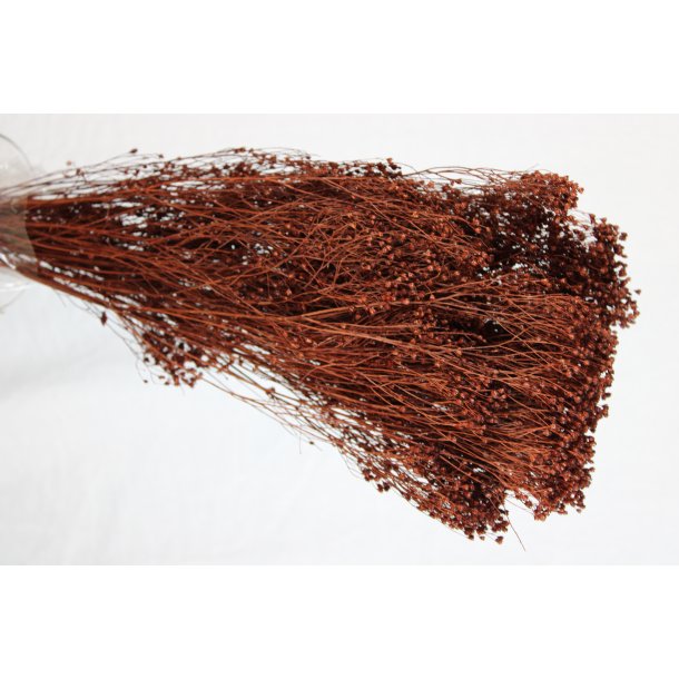 Broom Bloom 100  gr. Marrone