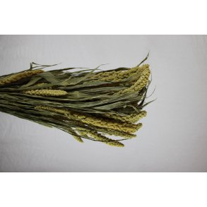 Miglio Gigante Natur 